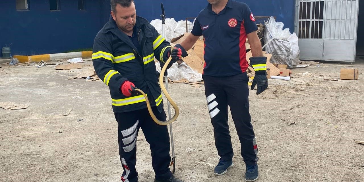 İş yerine giren yılanı itfaiye ekipleri çıkardı