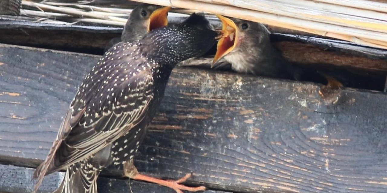 Hersek Lagünü’nde sığırcık kuşu yavrularını beslerken görüntülendi
