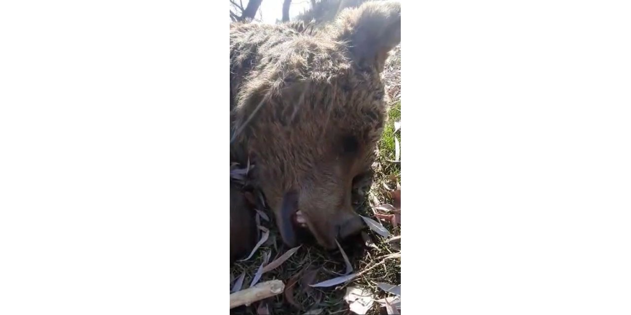 Uyuyor sandığı ayının ölü olduğunu anladı, o anları cep telefonuyla kaydetti