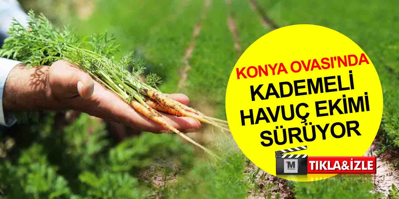 Tahıl ambarı Konya havuçla da ön planda! O mahallede kademeli ekim devam ediyor