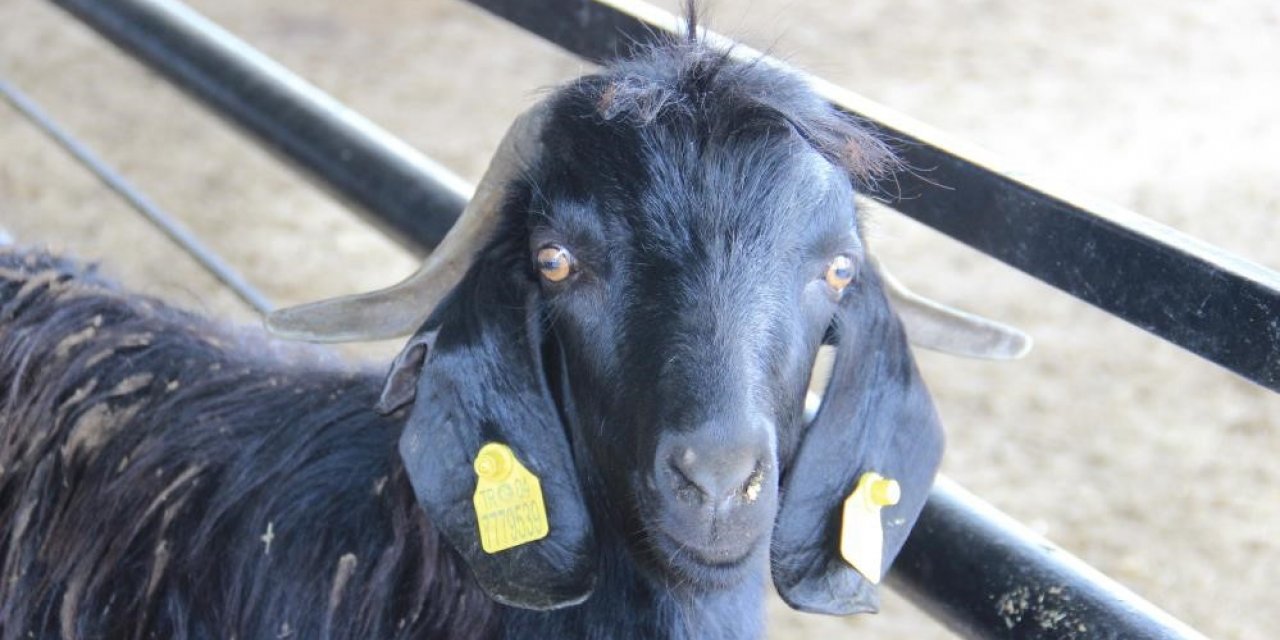 Kurban Bayramı öncesi hayvan pazarlarında hareketlilik başladı