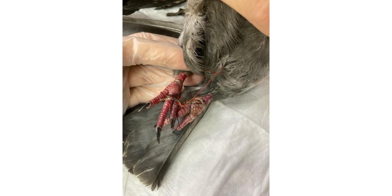 Yaralı güvercine hayvanseverler sahip çıktı