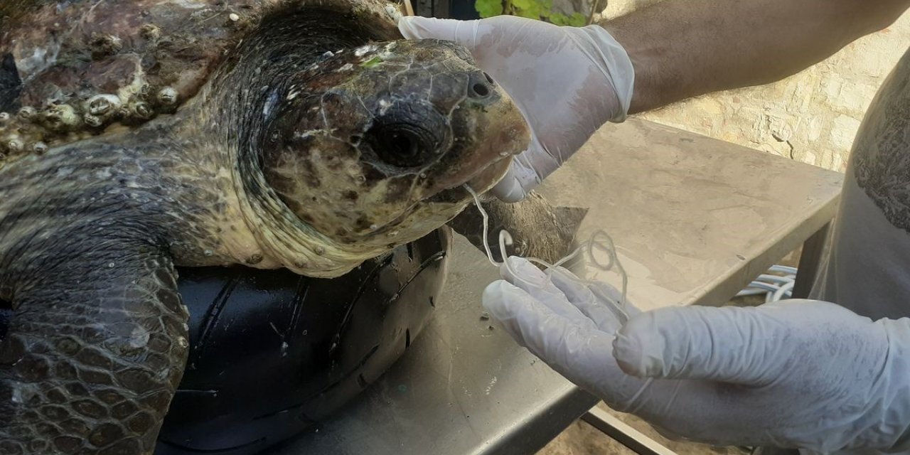 Vatandaşların dikkati deniz kaplumbağasını kurtardı