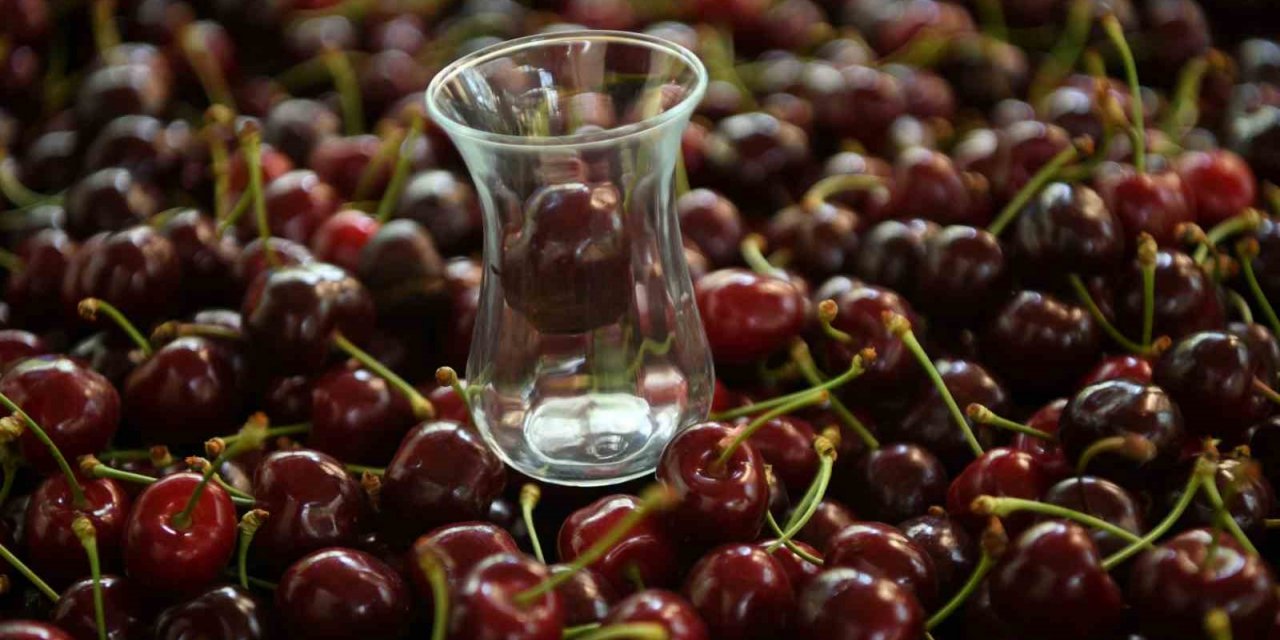 Çay bardağına sığmayan Lapseki kirazının hasadına başlandı