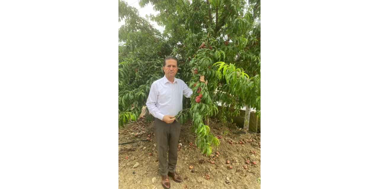 Akdeniz meyve sineğinin popülasyonu artabilir, önlemler alınmalı