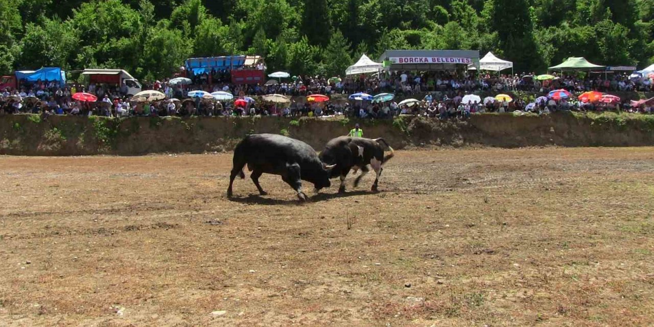 Artvin’de boğaların üstünlük mücadelesi nefes kesti