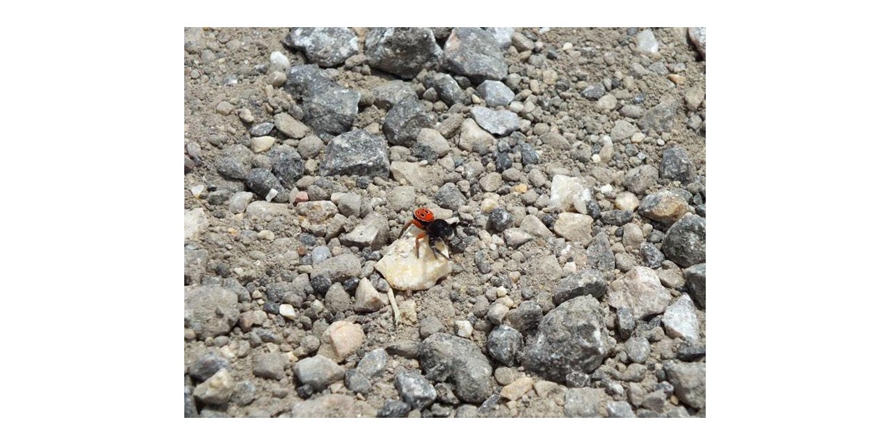 Zehirli uğur böceği örümceği bu sefer Eskişehir’de görüldü