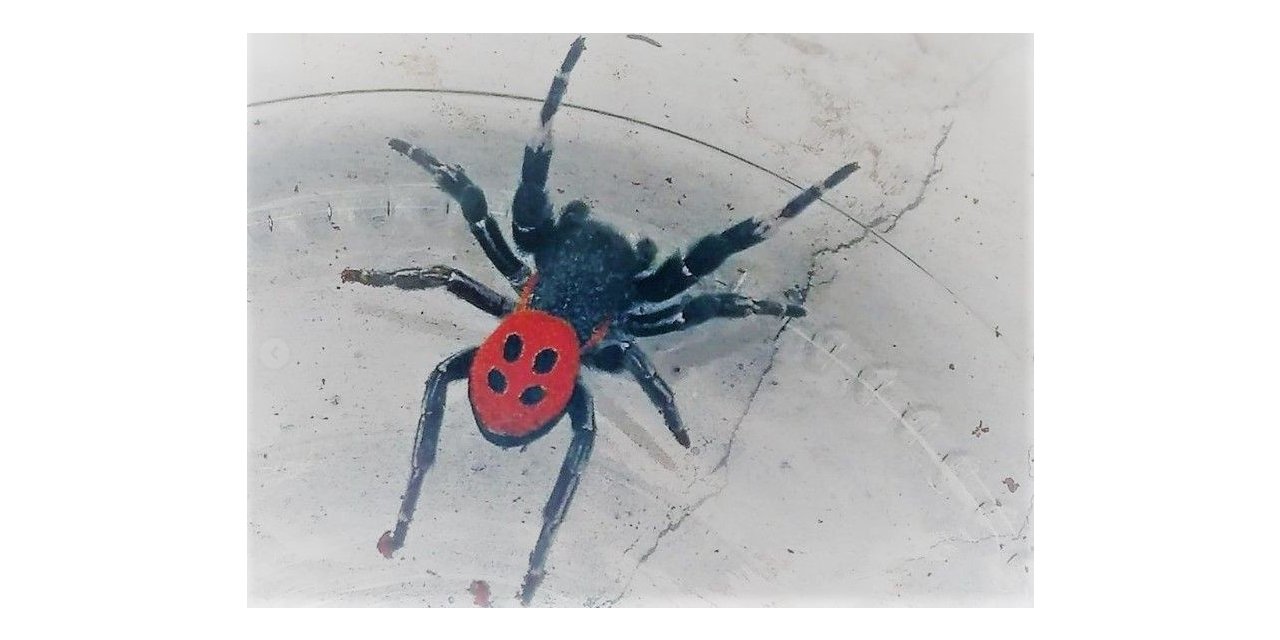 Kuşadası’nda zehirli örümcek görüldü