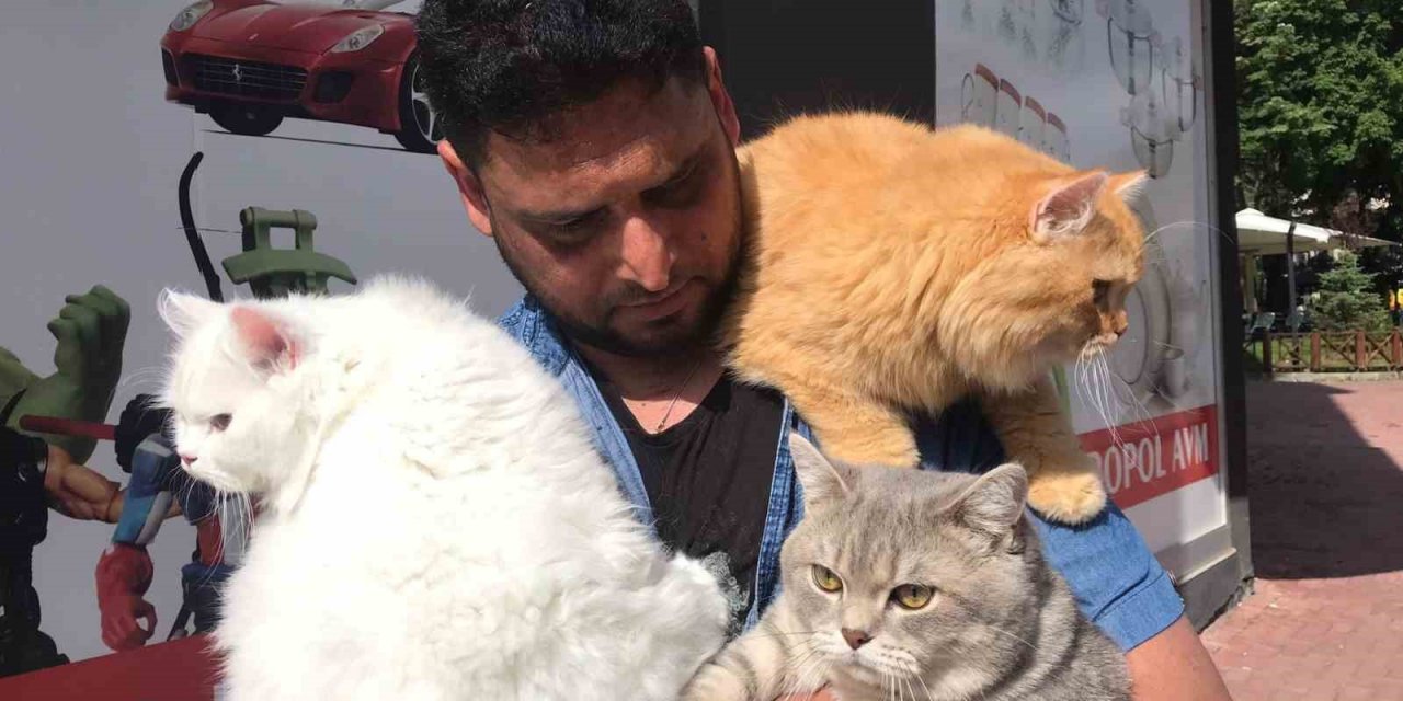Pakistanlı bilgisayar mühendisi omuzunda ve kucağında gezintiye çıkardığı 4 kedisiyle ilgi çekiyor