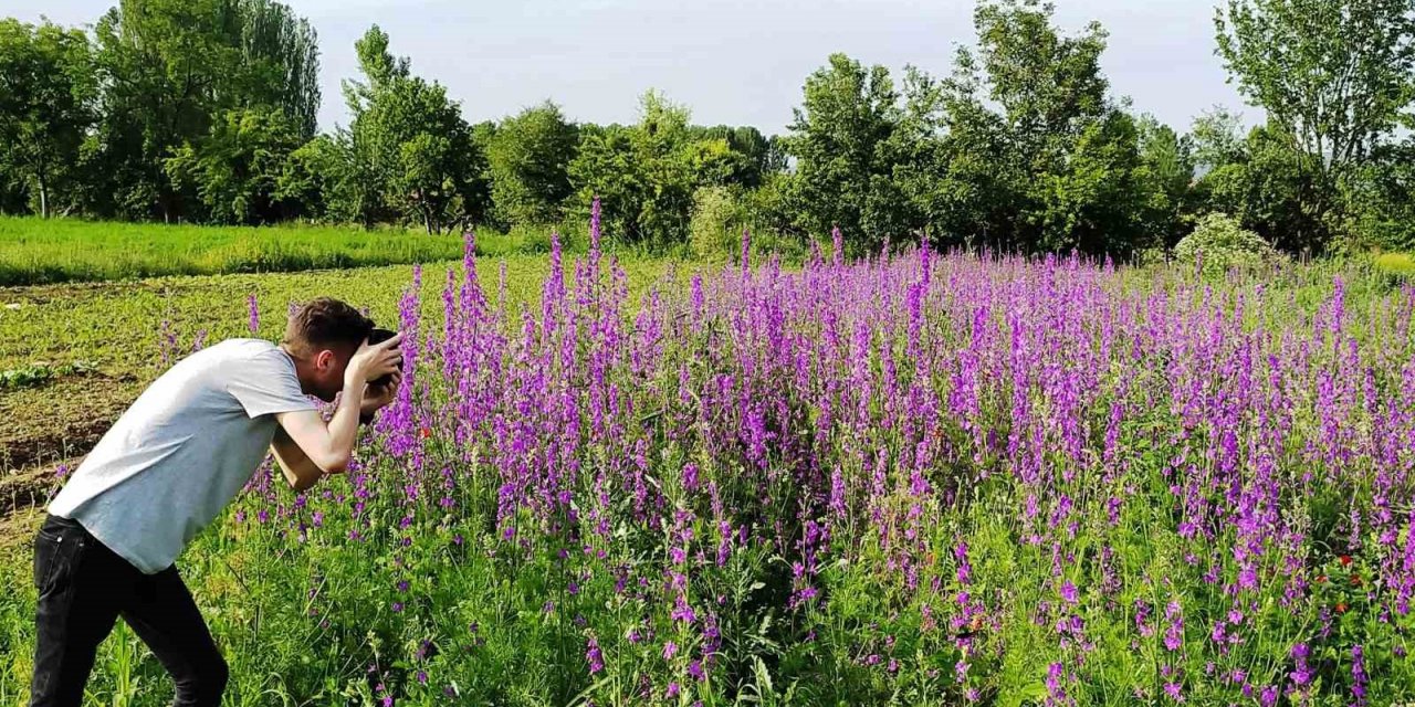 Hisarcık’ta mor açan yabani hazeran çiçeklerinin görsel güzelliği
