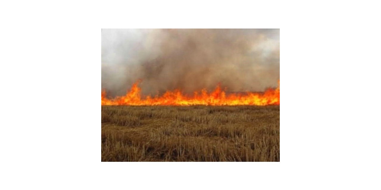 Salihli’de anız yakana dekar başına 244 lira ceza