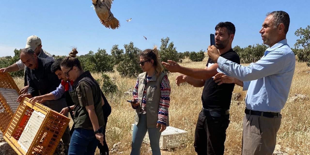Şırnak’ta 600 kınalı keklik doğaya salındı