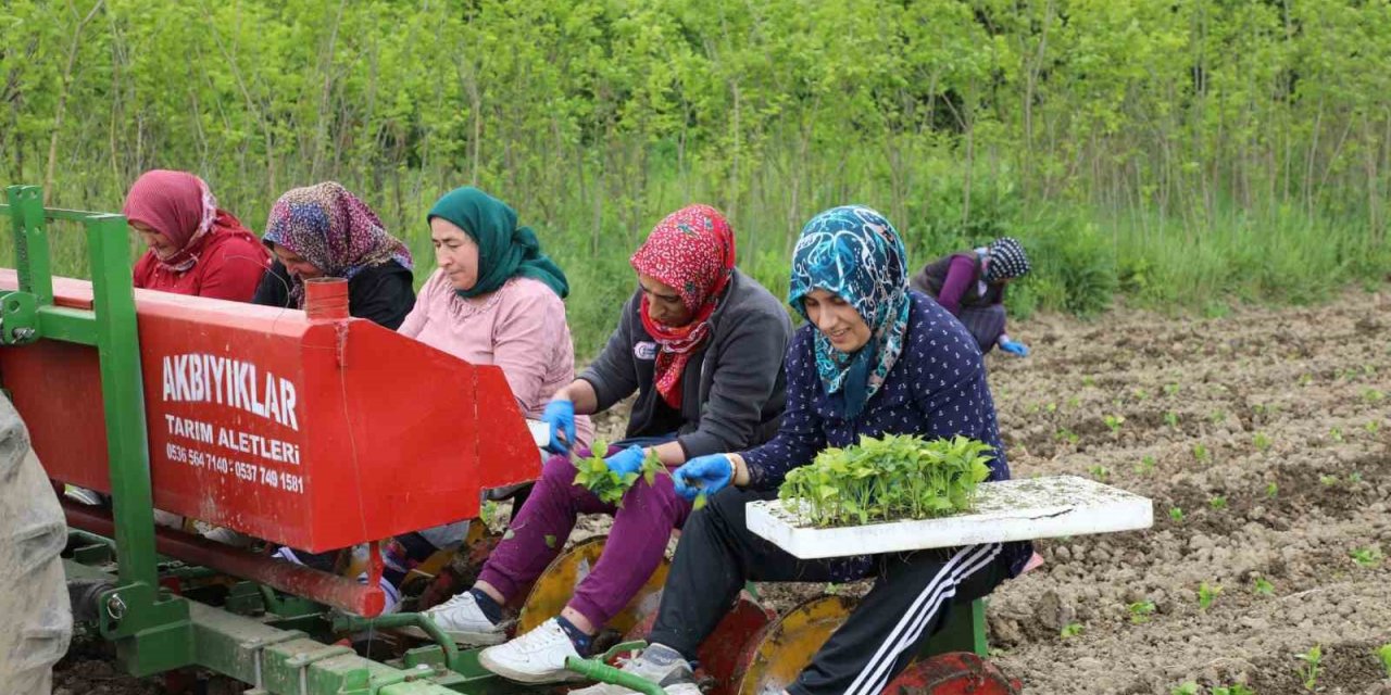 100 dönüm organik sertifikalı tarlada üretim başlattı