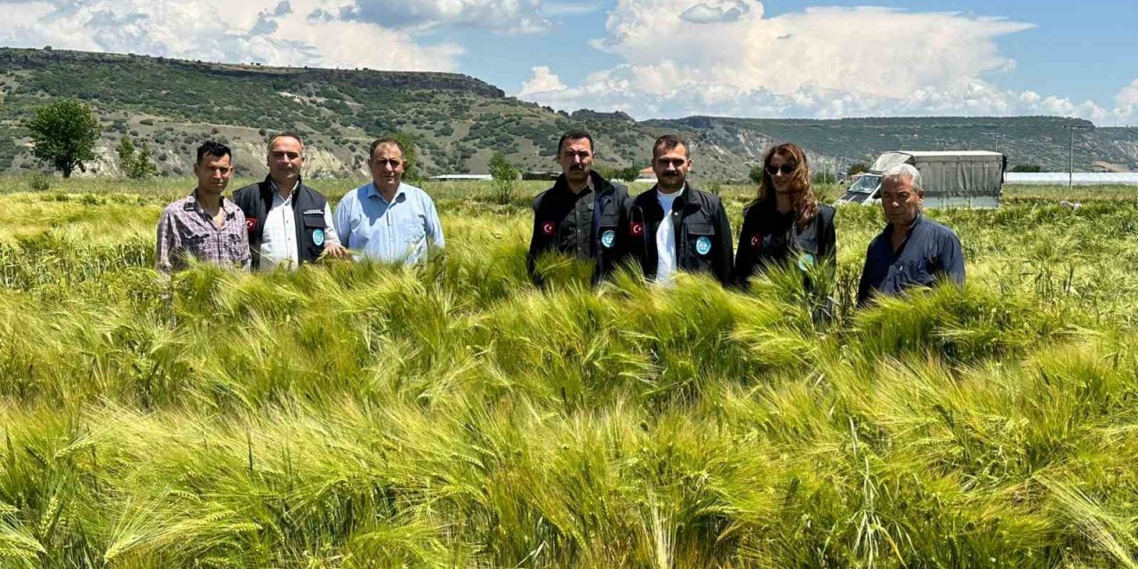 Büyükşehirin dağıttığı arpa ve buğday tohumları verimliliğiyle yüz güldürdü