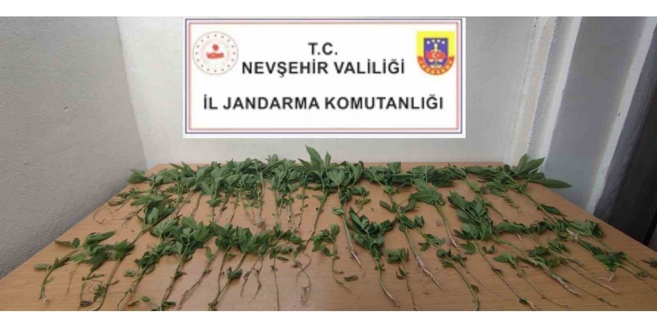 Evinde Hint Keneviri Yetiştiren şahıs gözaltına alındı