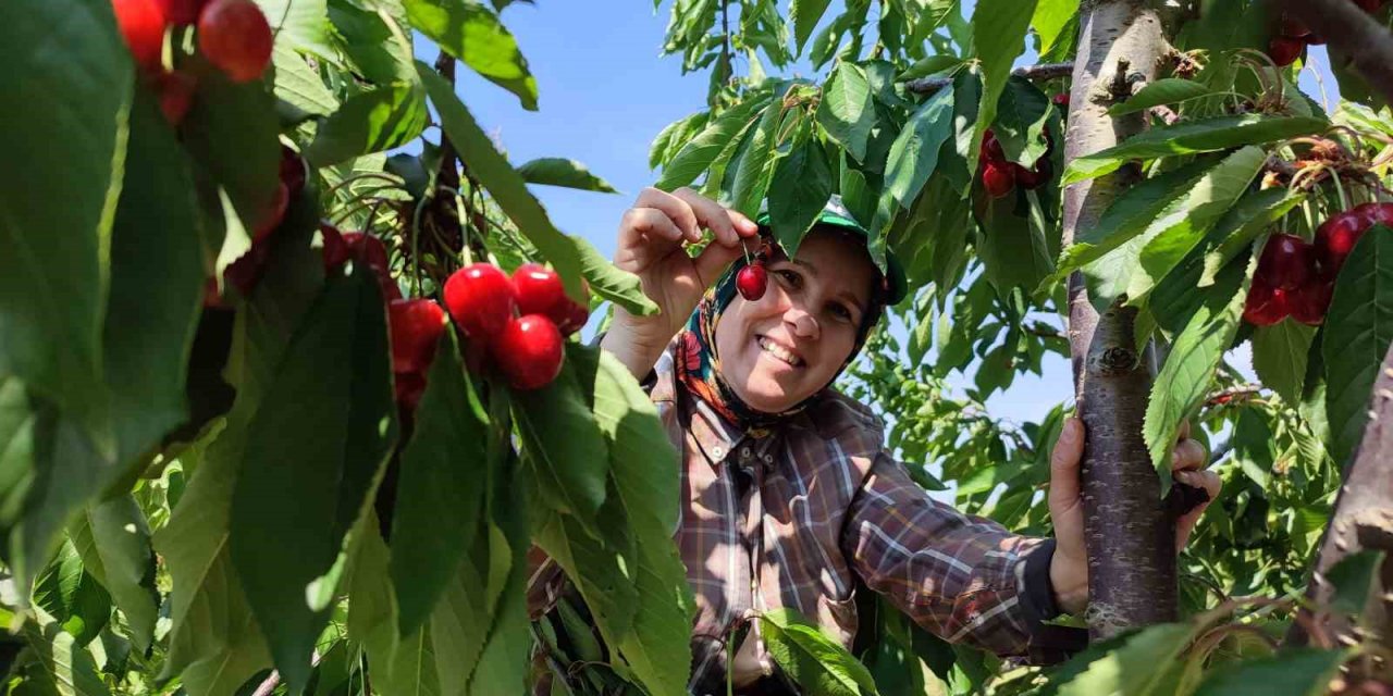 Enez’de üretilen kirazlar Avrupa’nın 5 ülkesine ihraç ediliyor