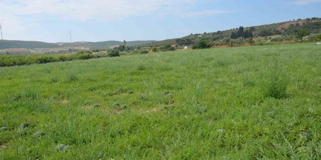 Didim’de erkenci karpuz hasadı yapıldı