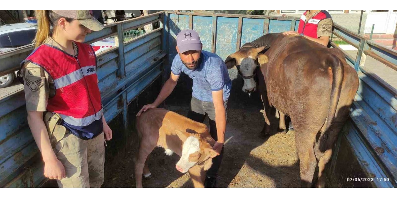 Tek ineğiydi çalındı, jandarma buldu
