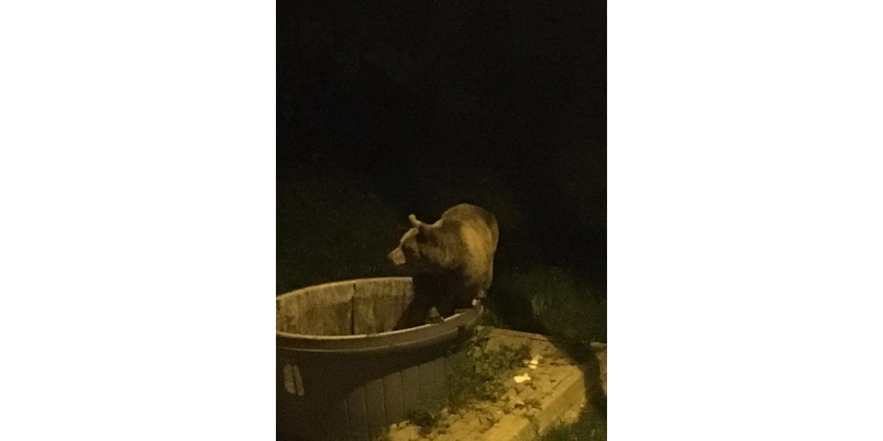 Kış uykusundan uyanan ayılar şehir merkezine indi