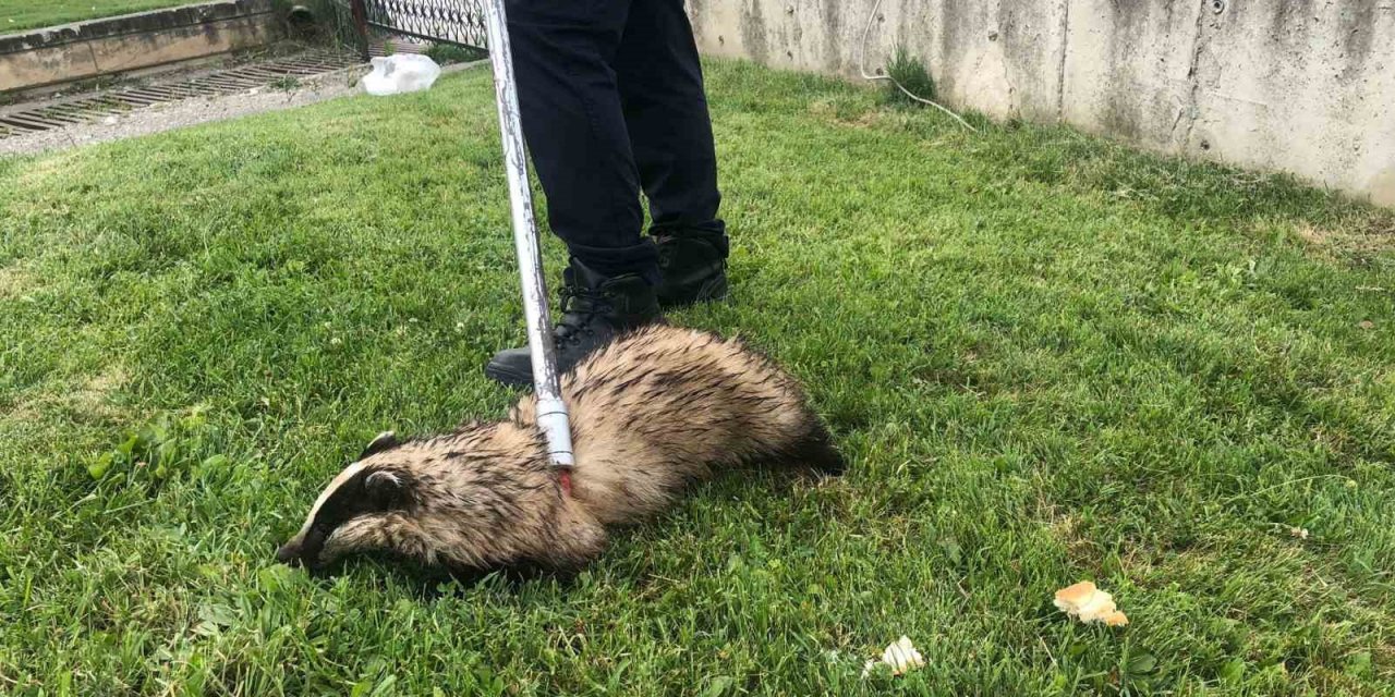 Irmakta mahsur kalan porsuğu itfaiye ekipleri kurtardı