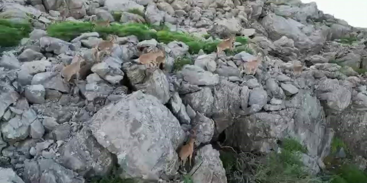 Bölgeye huzurun gelmesiyle silah sesleri yerini yaban keçilerine bıraktı