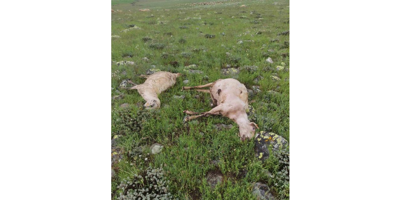 Yıldırım çarpması sonucu 5 koyun telef oldu