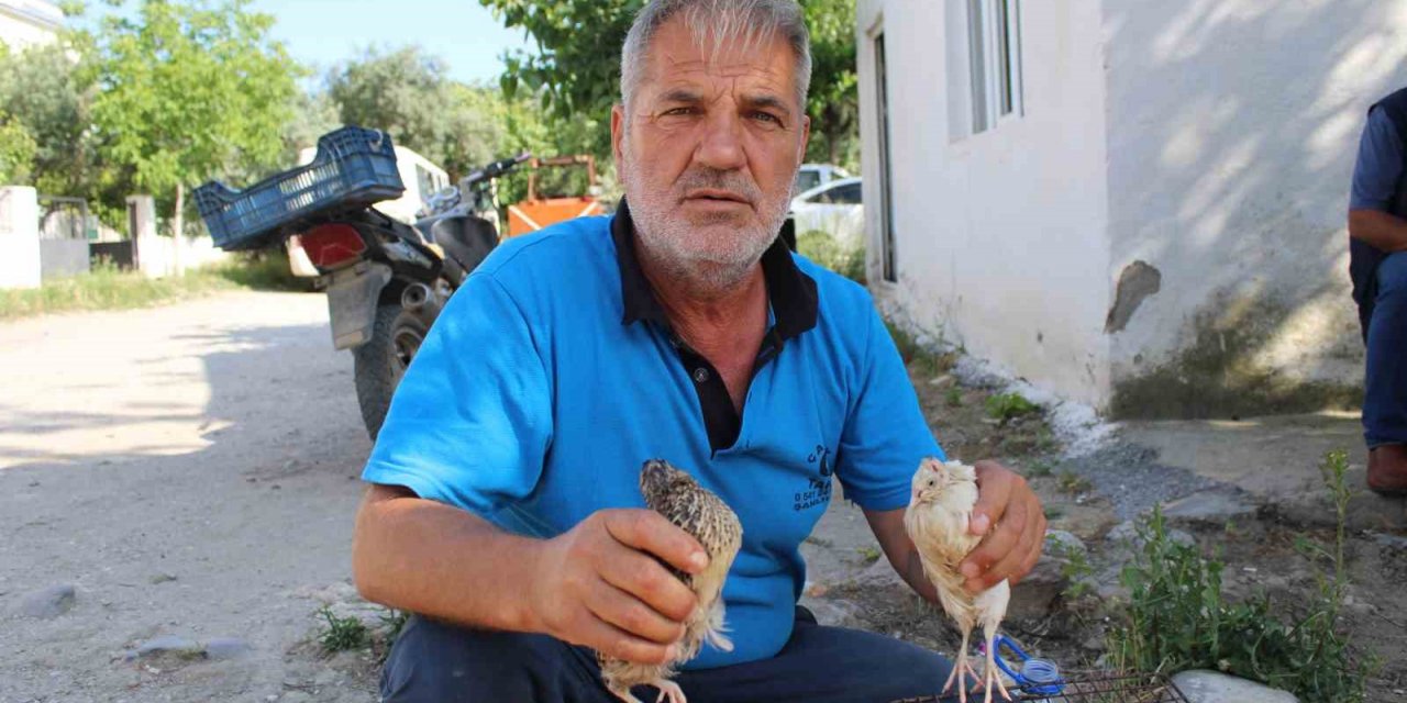 Bıldırcın üreticileri kendilerine kolaylık sağlanmasını istiyor