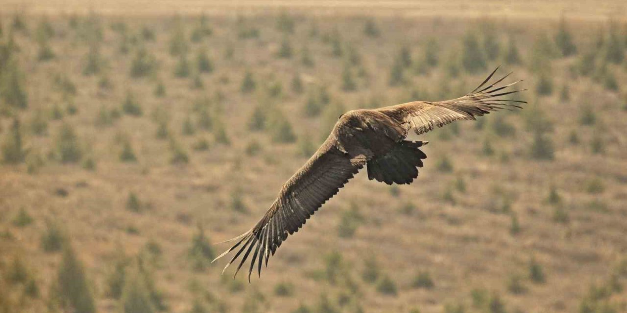 Yunanistan’da bakılan kara akbaba Eskişehir’e göçtü