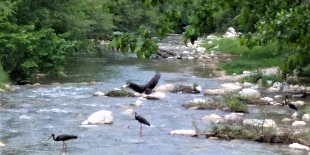 Karaleylekler Kanlıçay’ı mesken tuttu