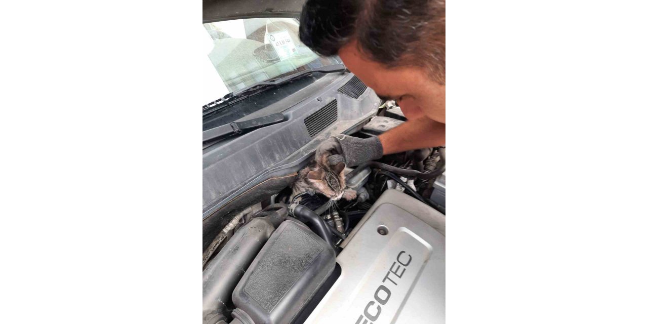Kütahya’da otomobilin motoruna sıkışan yavru kedi kurtarıldı