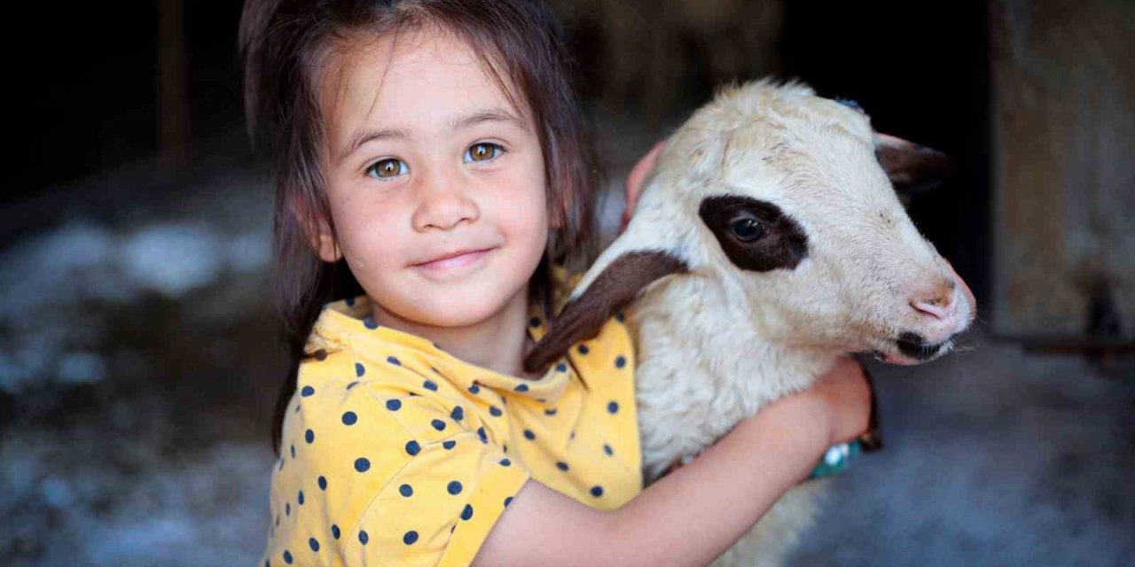 200 aileye 400 adet damızlık koç ve teke hibe edildi