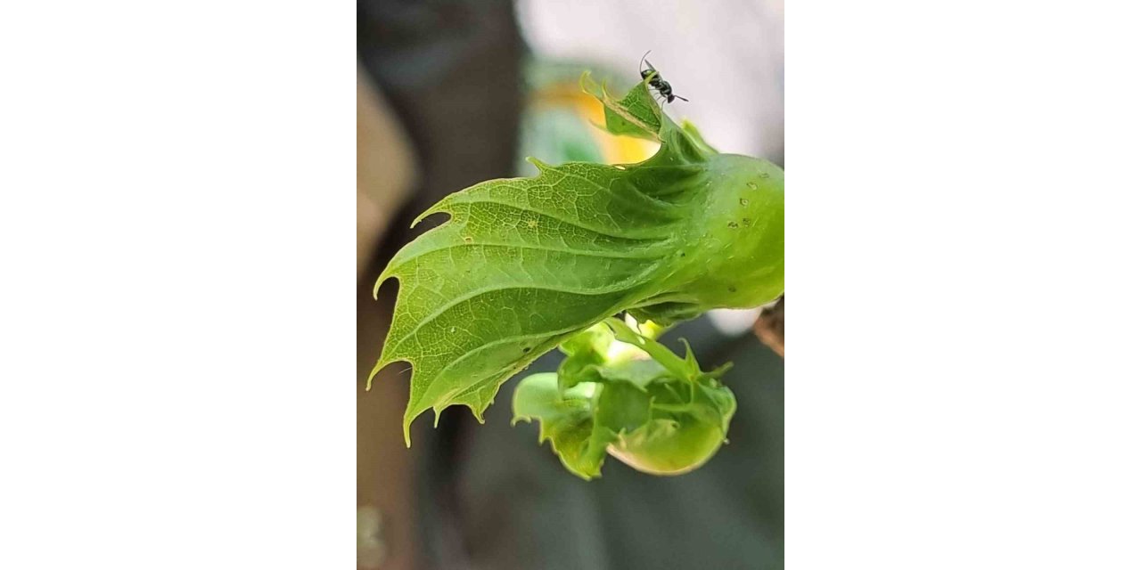 Gal arısıyla mücadele devam ediyor
