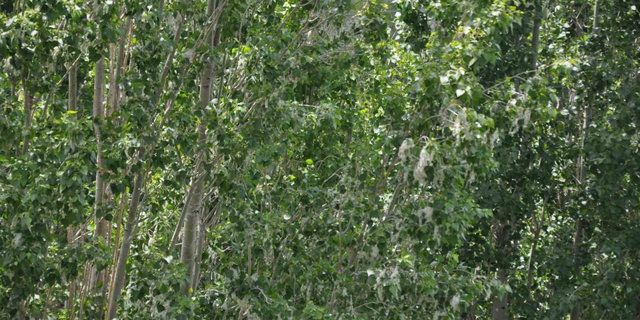 Kars’ta polenli ağaçlar vatandaşları rahatsız ediyor