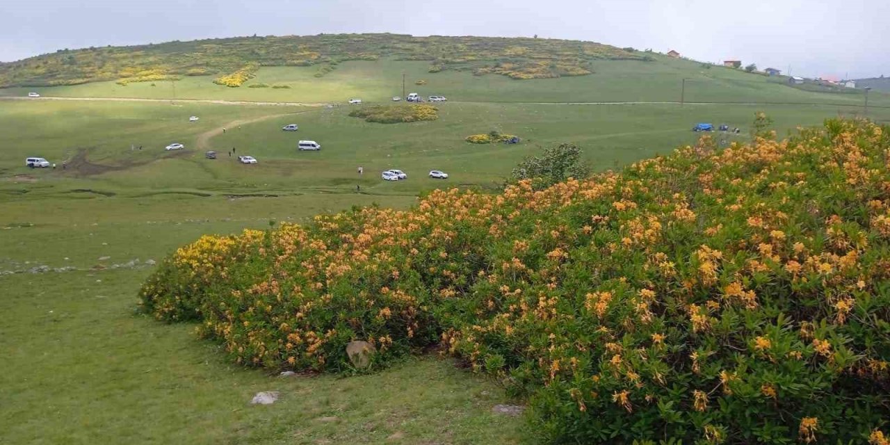 Ordu’da orman gülleri açtı, yaylalar sarıya boyandı