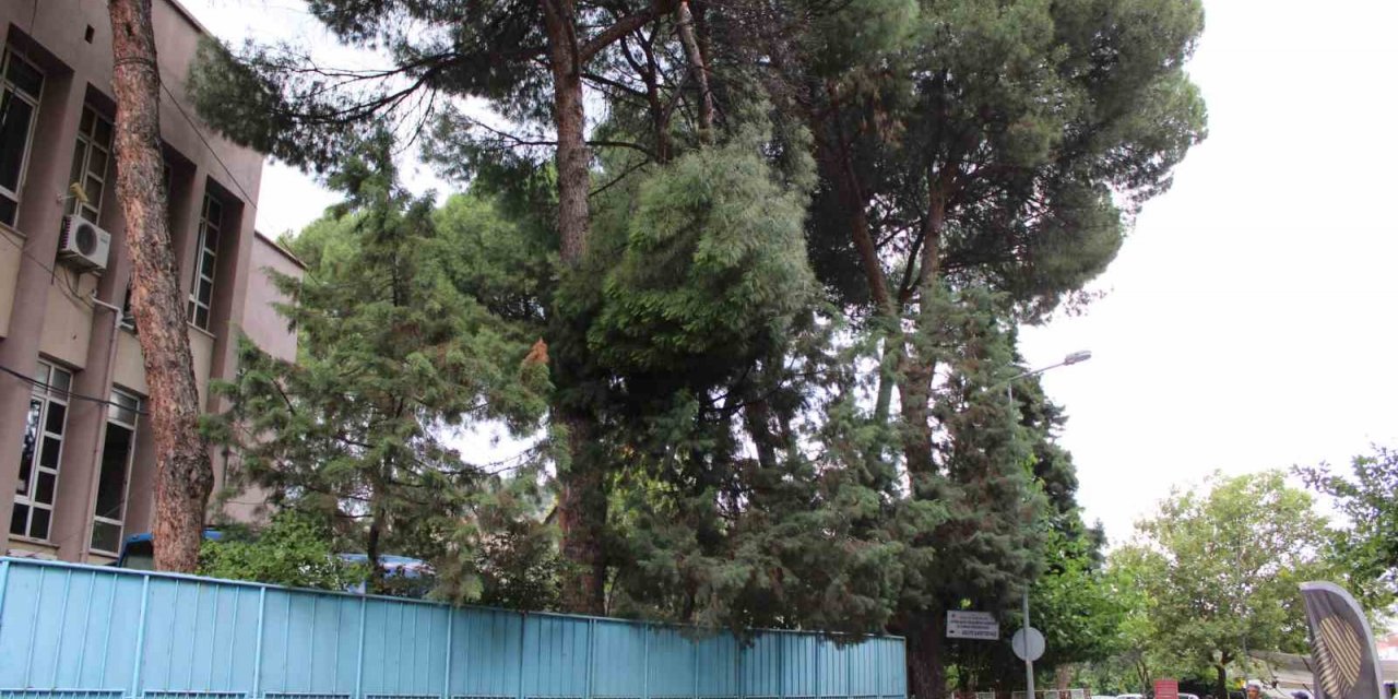 Rüzgarla kopan ağaç dalı ekipleri harekete geçirdi