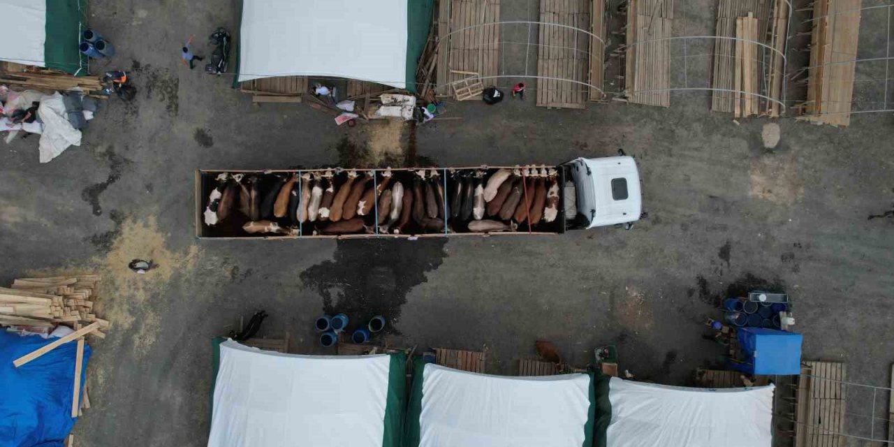 Sultangazi’de kurbanlıklar pazara gelmeye başlandı