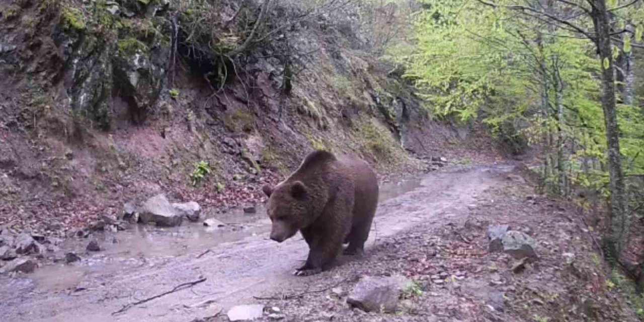 Gönen’de iki ayrı fotokapana yakalanan ayılar şaşırttı