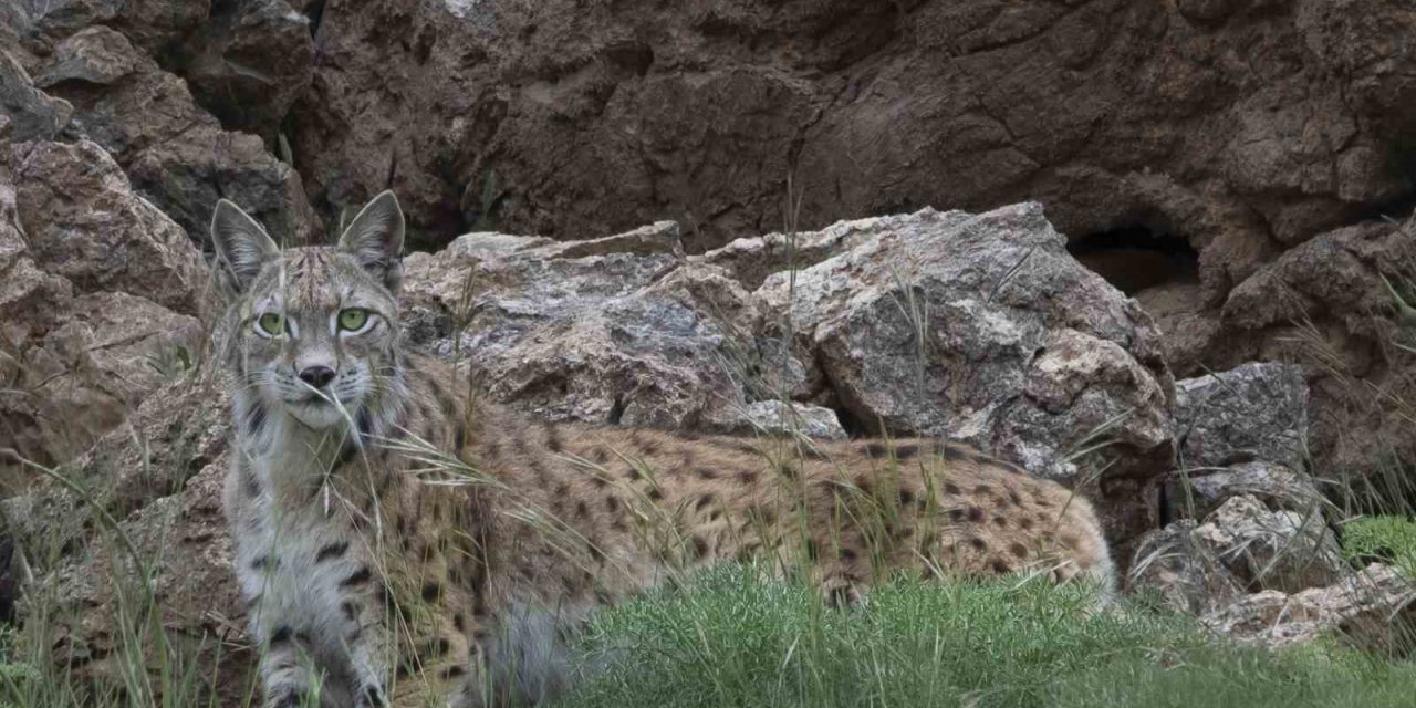 Bir vaşak daha görüntülendi