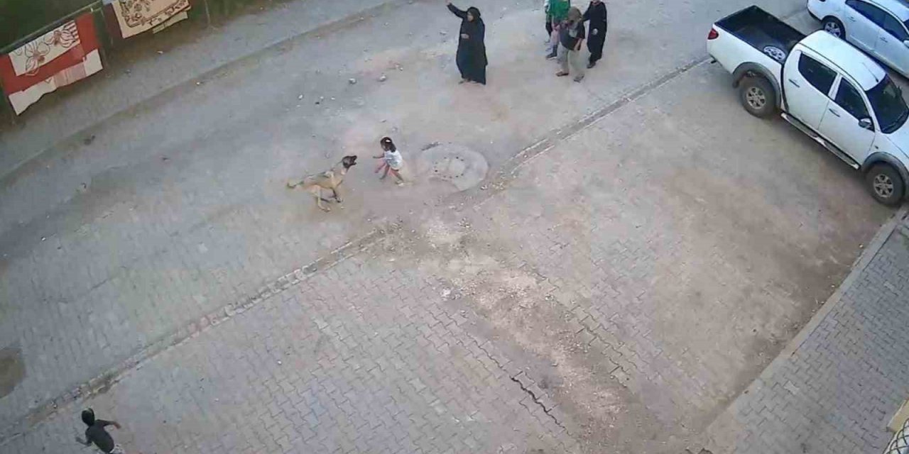 Şanlıurfa’da sokak köpeği ailesiyle yolda yürüyen çocuğa saldırdı