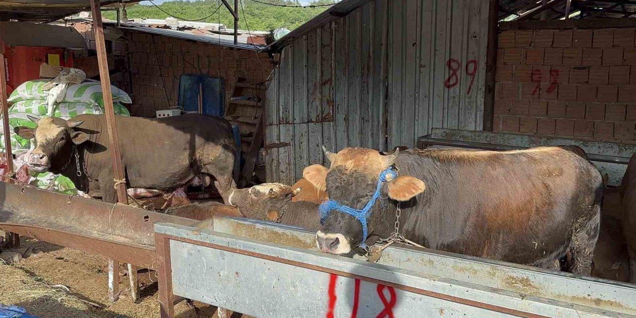 Kurban Bayramı öncesinde hayvan satışlarına "kimyasal döküm" engeli