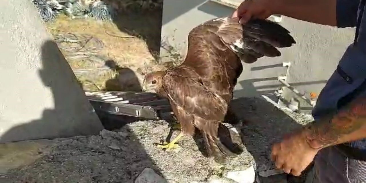 Siirt’te köylülerin bulduğu yaralı şahin tedaviye alındı