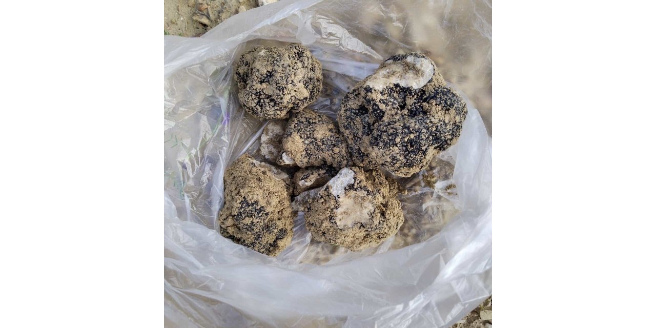 Belevi’nin dağlarından trüf fışkırıyor