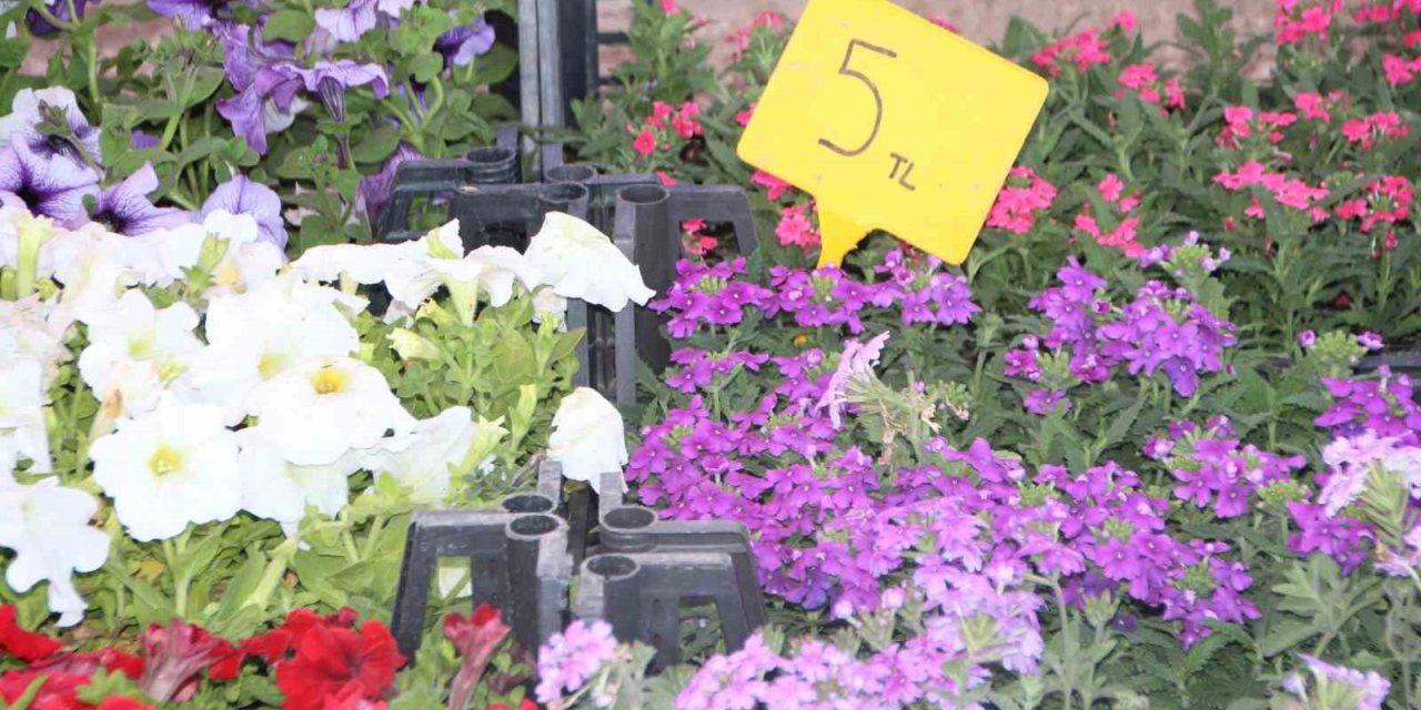 Rengarenk çiçekler pazar tezgahlarını süsledi