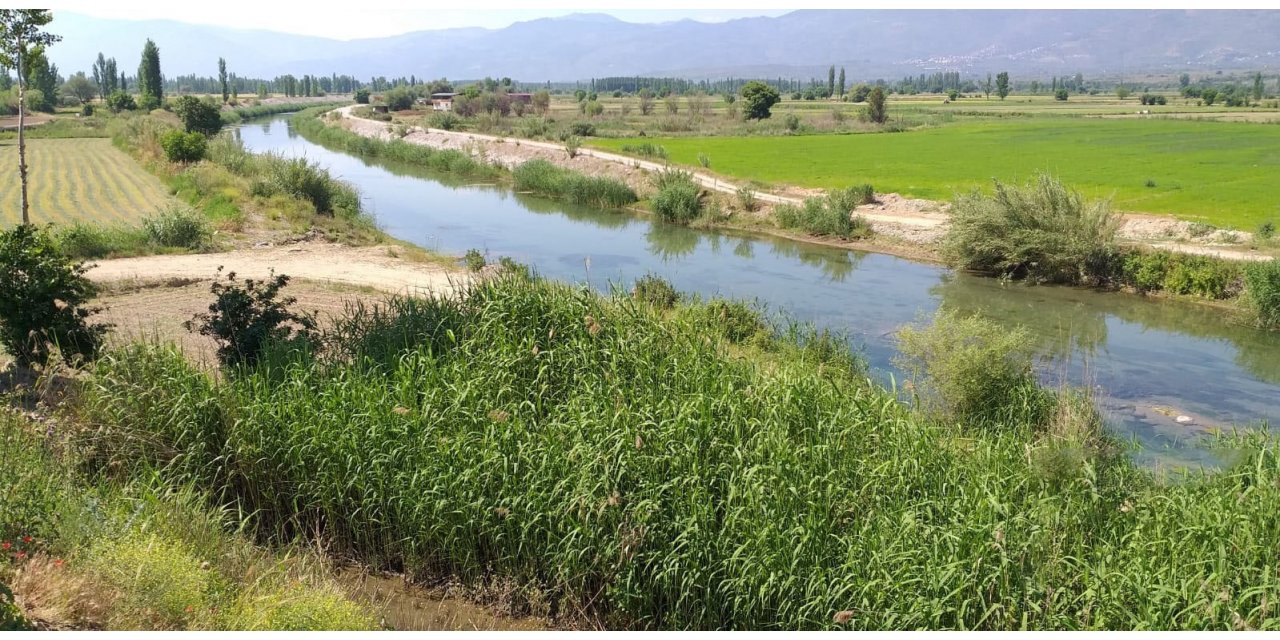 Aydın’da uzun yıllardır görünmeyen su samuru, ölü olarak bulundu