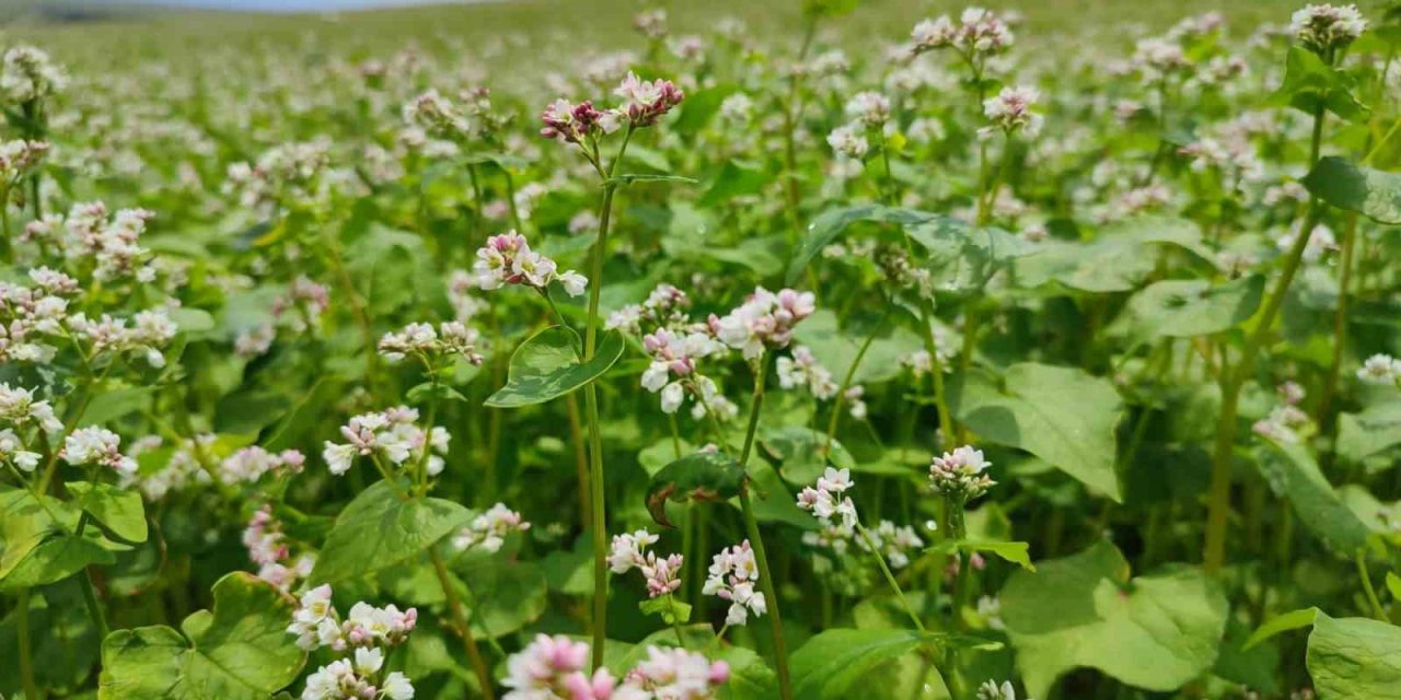 Dinar’da bu yıl ilk kez ekilen kara buğday çiçek açtı