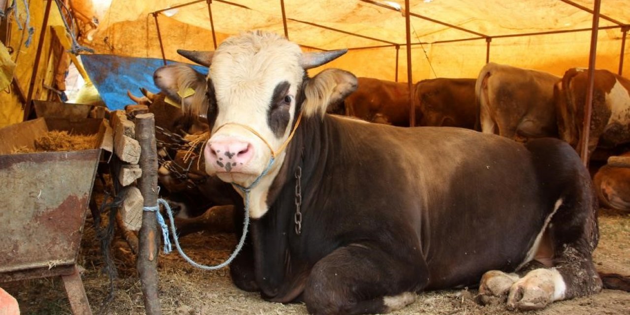 Kurban Bayramı öncesi Sivas’ta Kurban pazarı açılmayacak