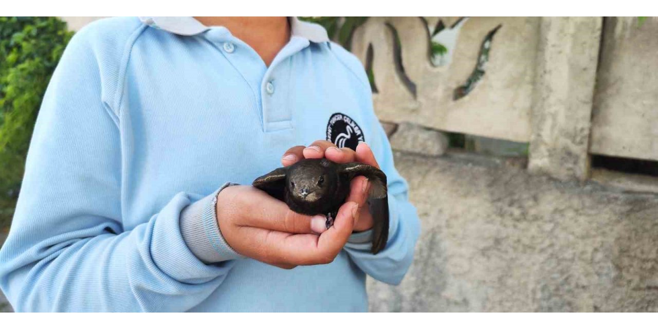 Ömrünü havada geçiren ebabil kuşu yaralı halde bulundu
