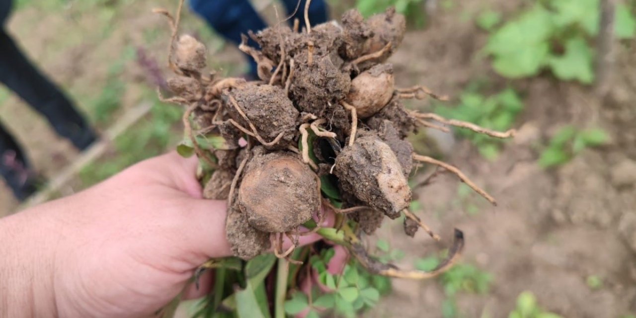 Trabzon’da ilk kez dikimi yapılan salepin hasatı yapıldı