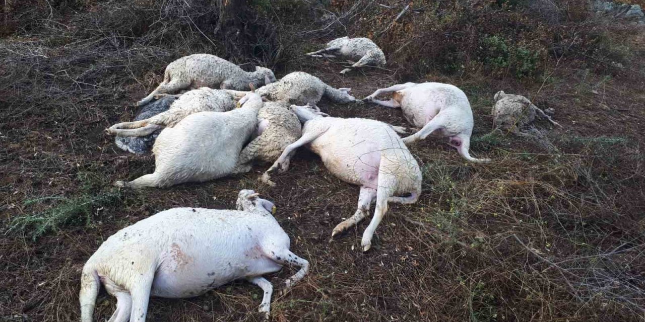 Yıldırım düşmesi sonucu 10 koyun telef oldu