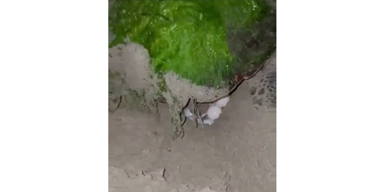 Didim “Caretta Caretta”ların yeni yuvası oldu